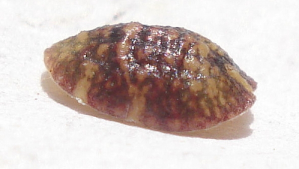 Levéltetvek, pajzstetvek elleni védekezés