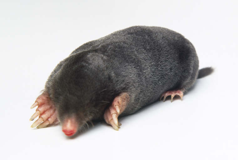 A vakond is lehet hasznos?!